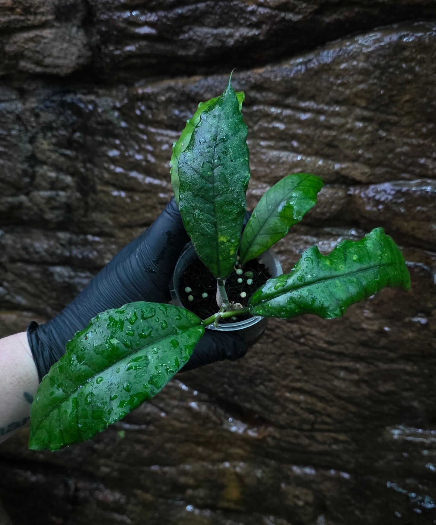 Hoya Nong Nooch IML 1541 H120