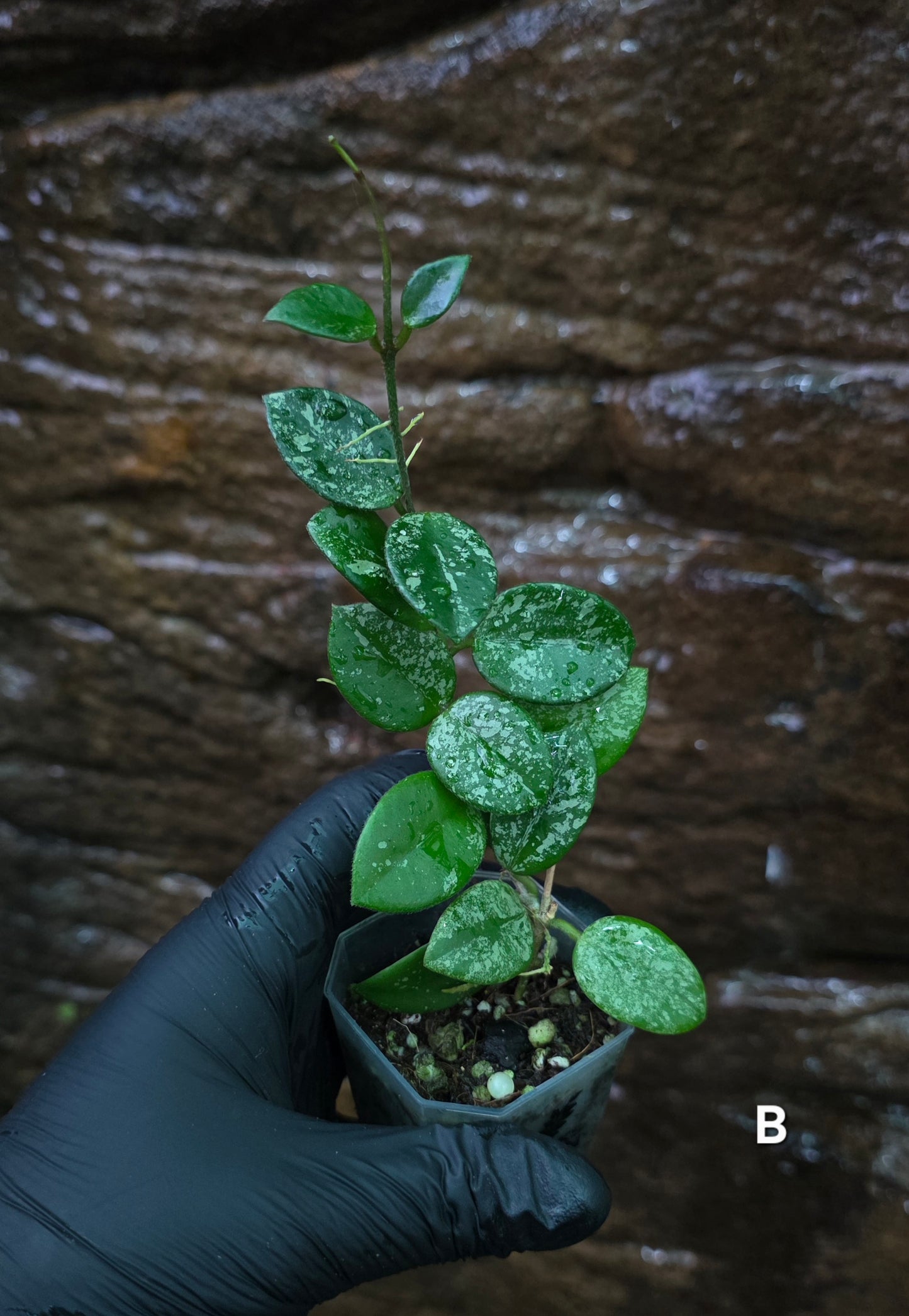 Hoya Mathilde Splash