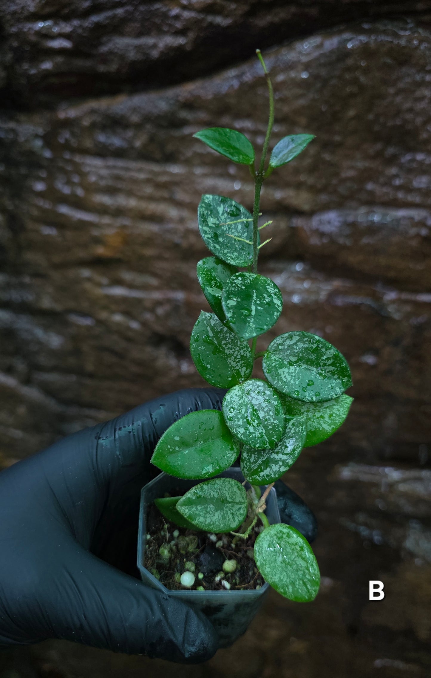 Hoya Mathilde Splash