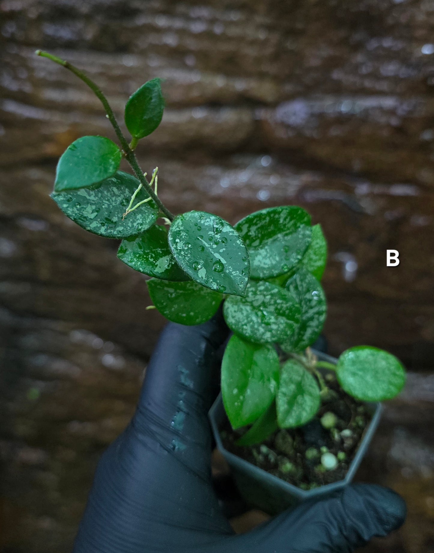 Hoya Mathilde Splash