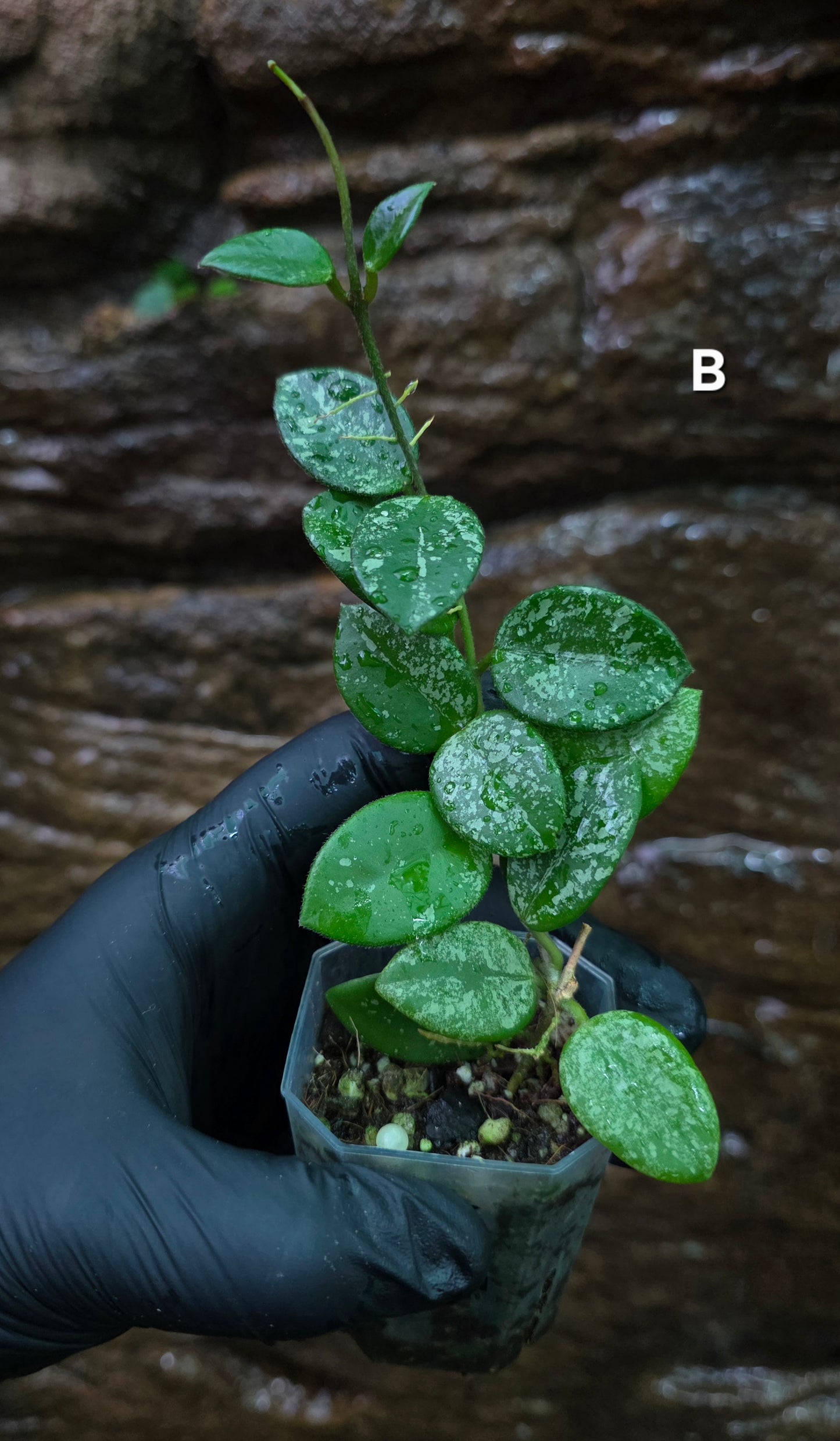 Hoya Mathilde Splash