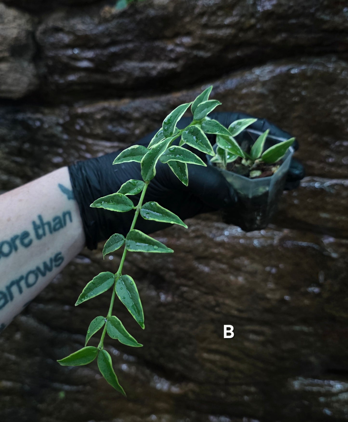 Hoya Bella outer Variegated