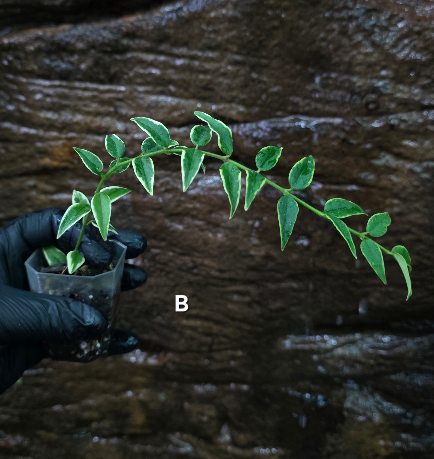 Hoya Bella outer Variegated