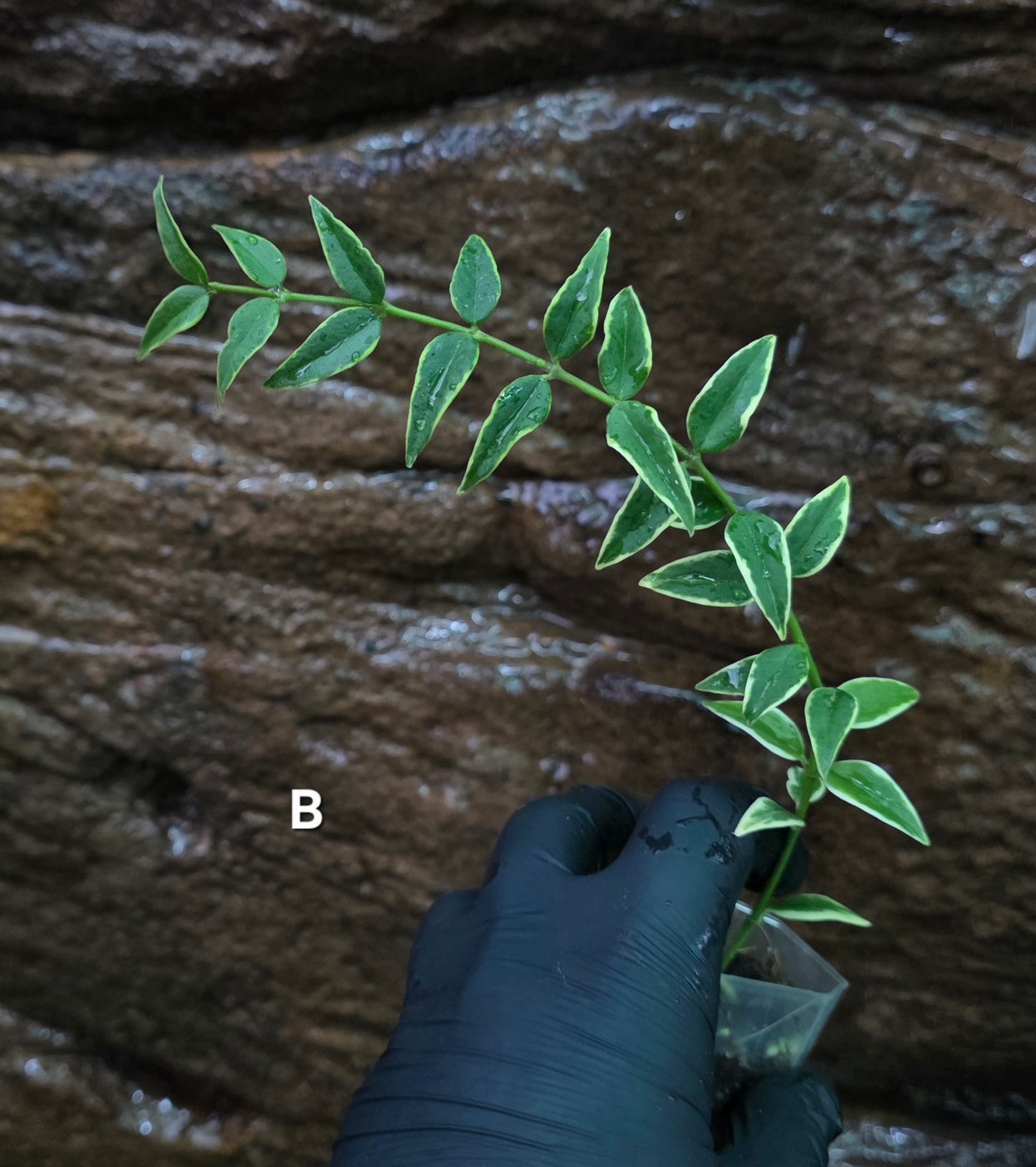 Hoya Bella outer Variegated