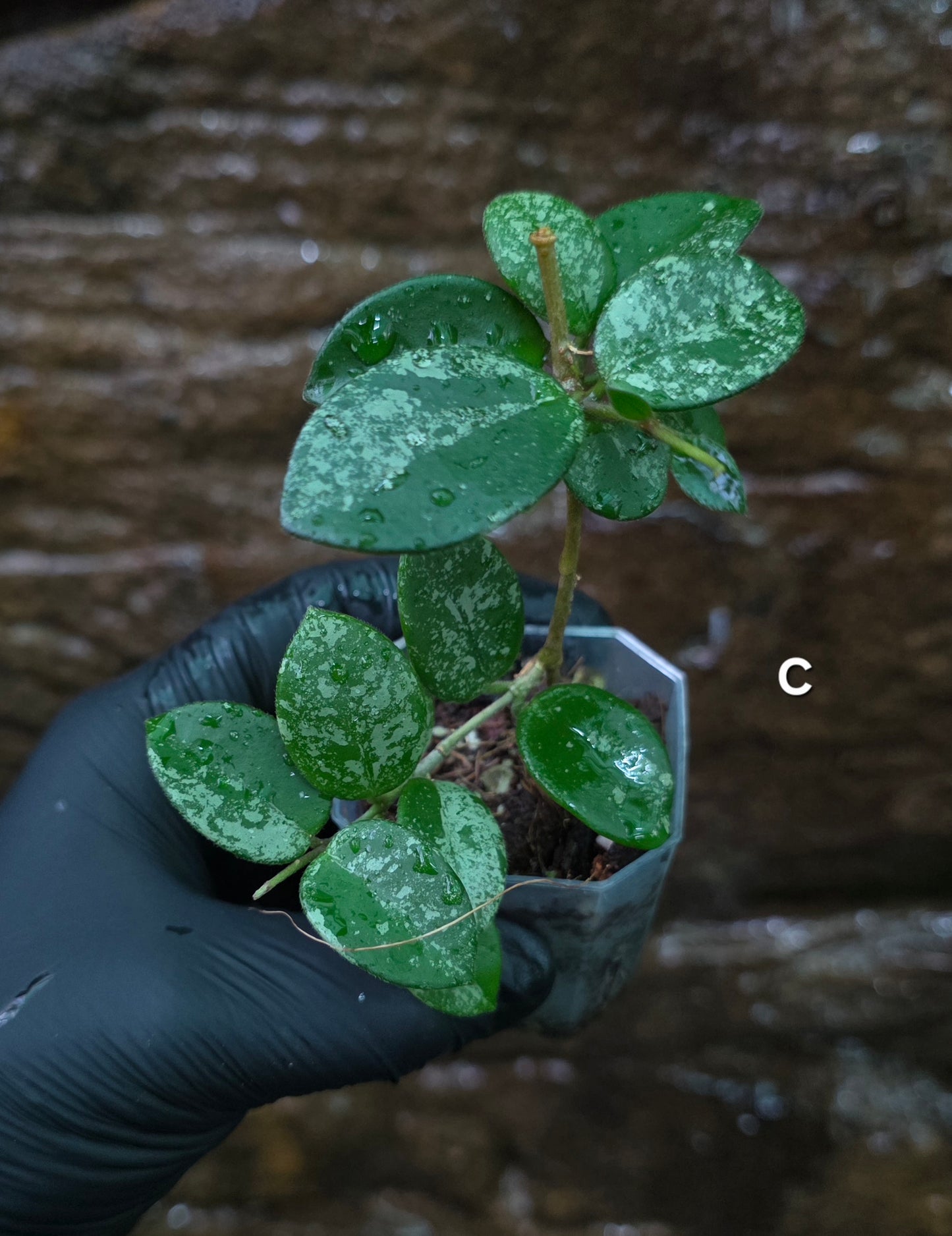 Hoya Mathilde Splash