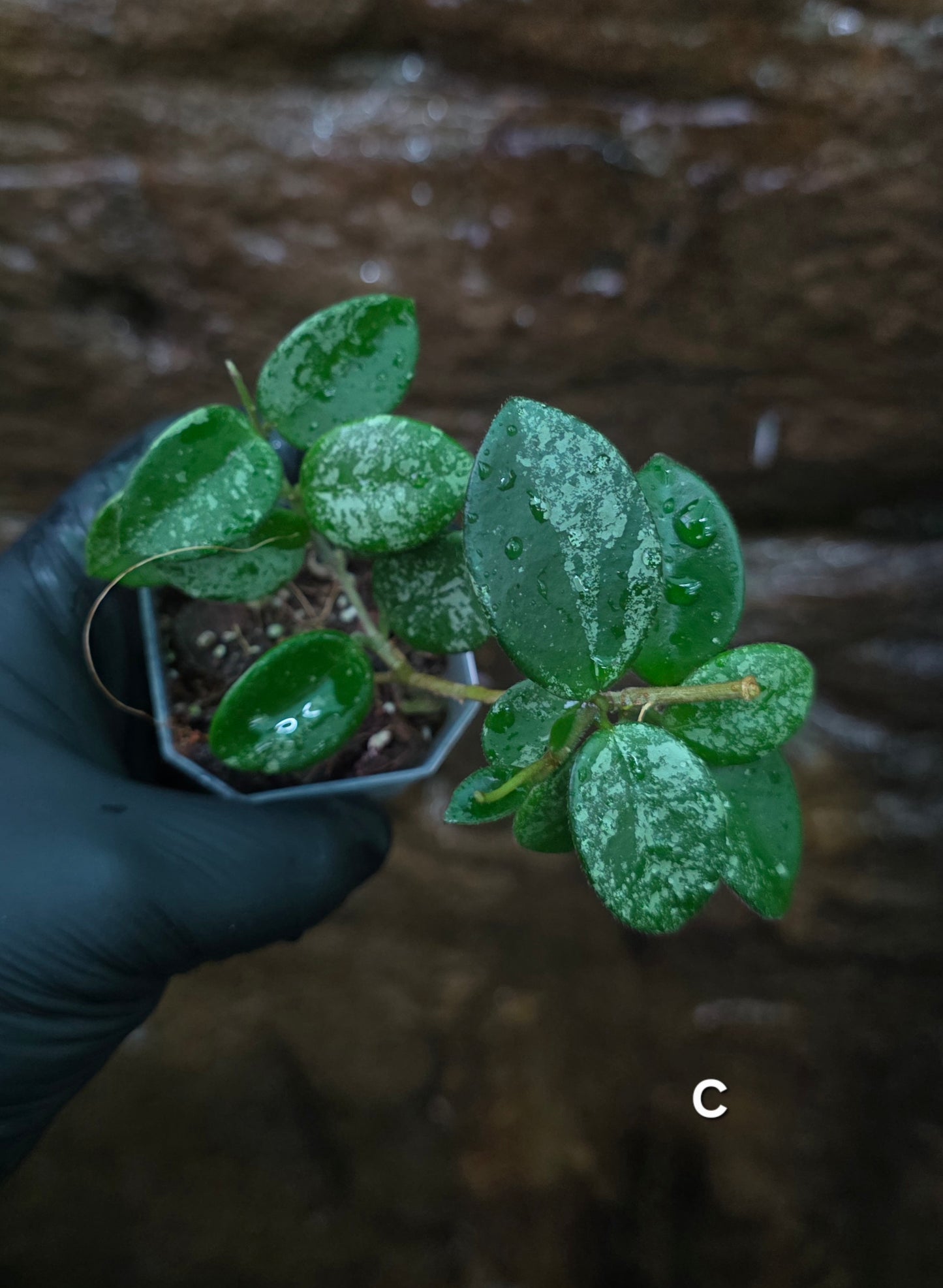 Hoya Mathilde Splash