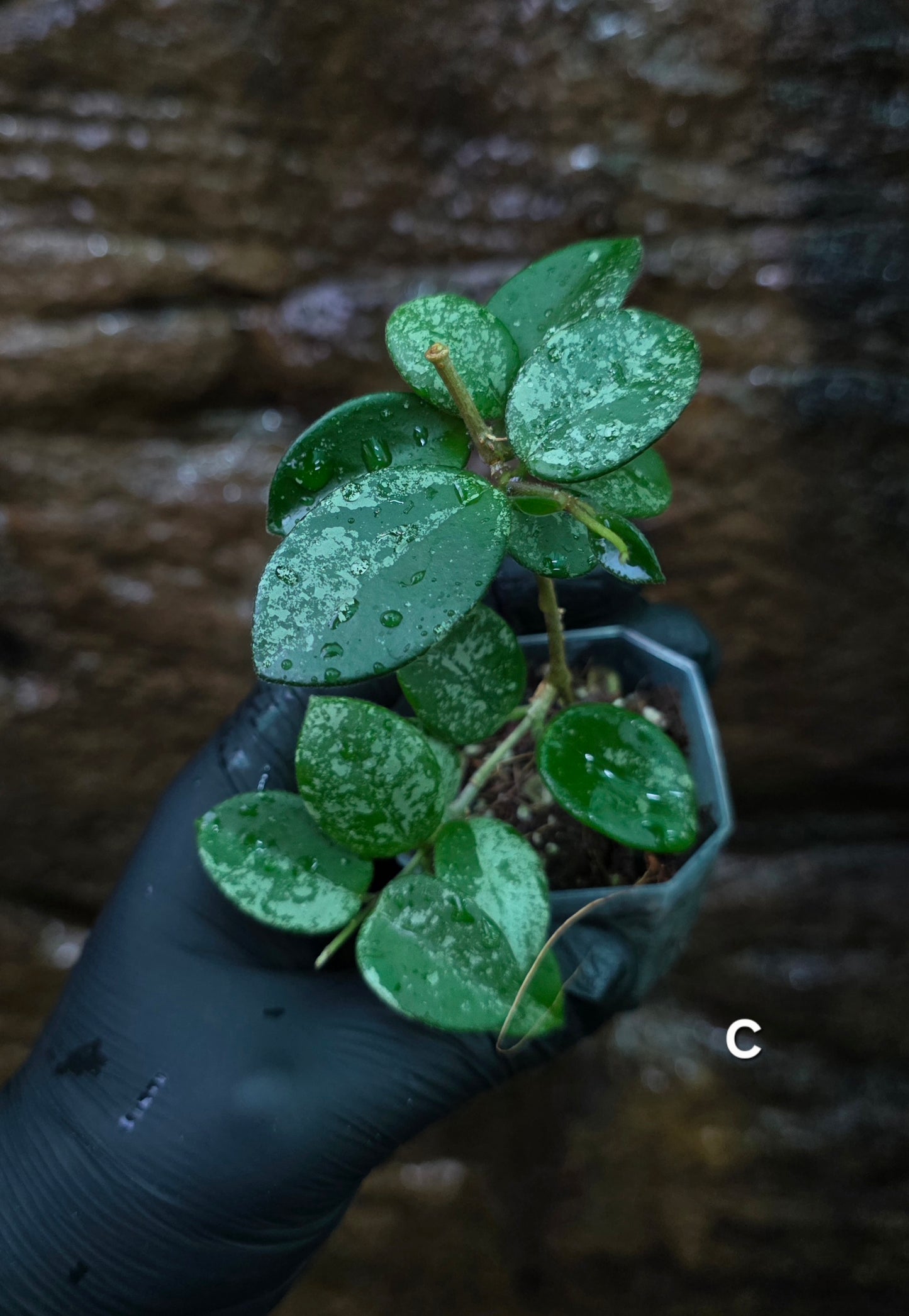 Hoya Mathilde Splash