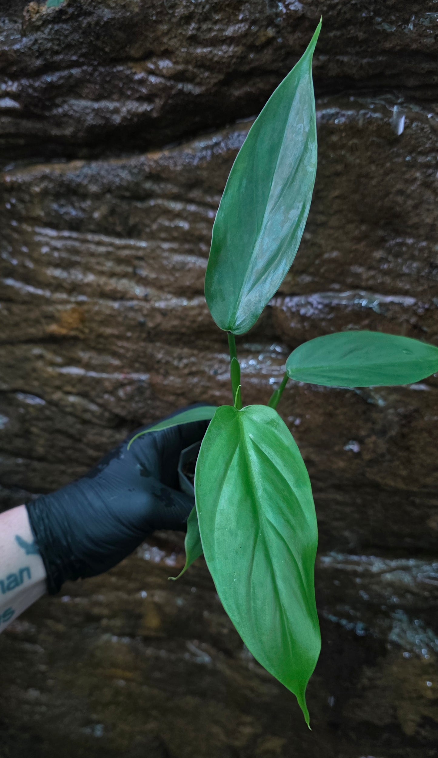 Philodendron Hastatum Green Form