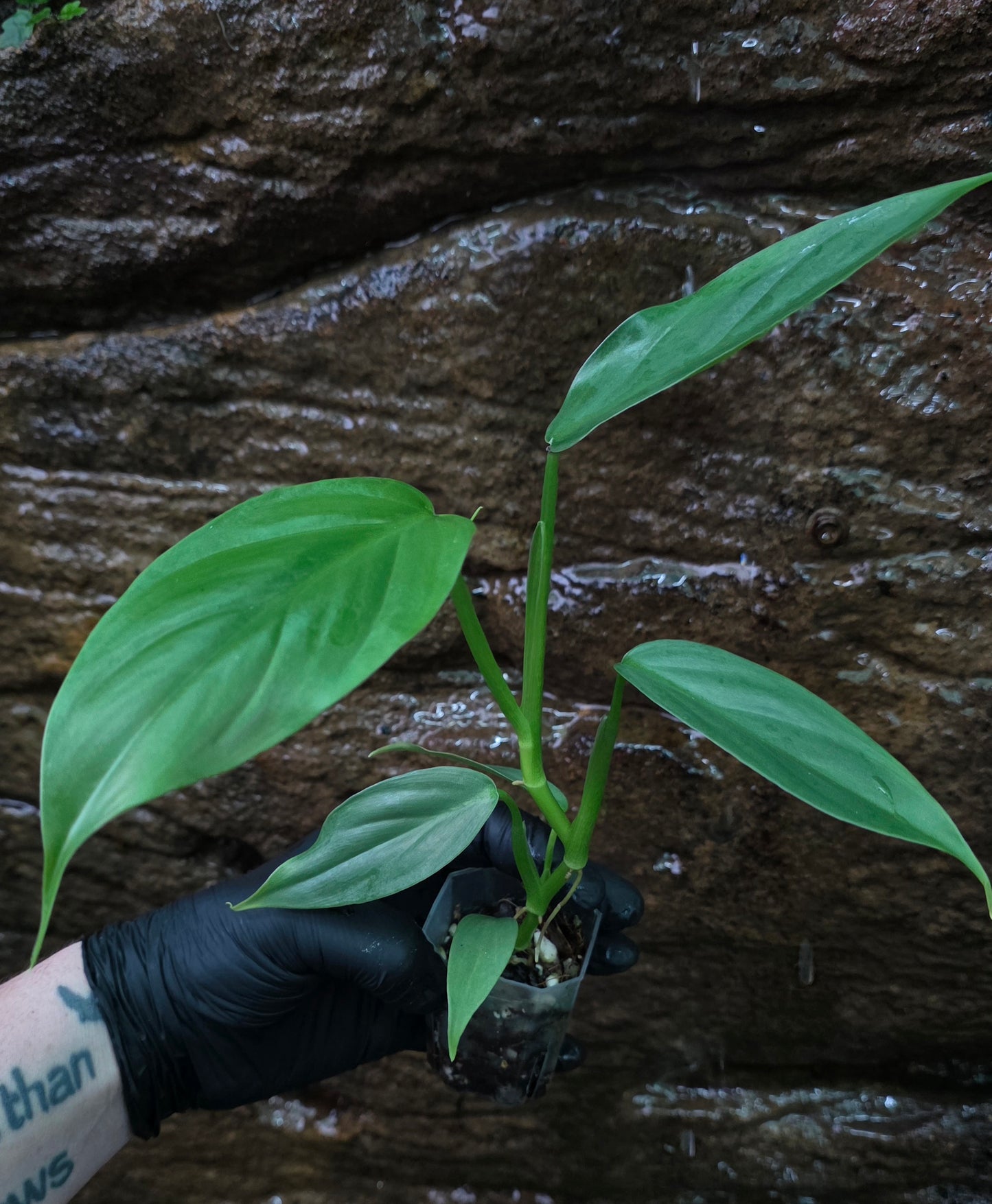 Philodendron Hastatum Green Form