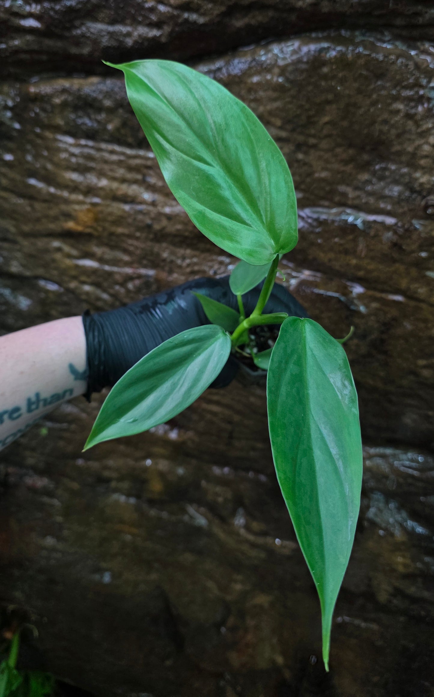 Philodendron Hastatum Green Form