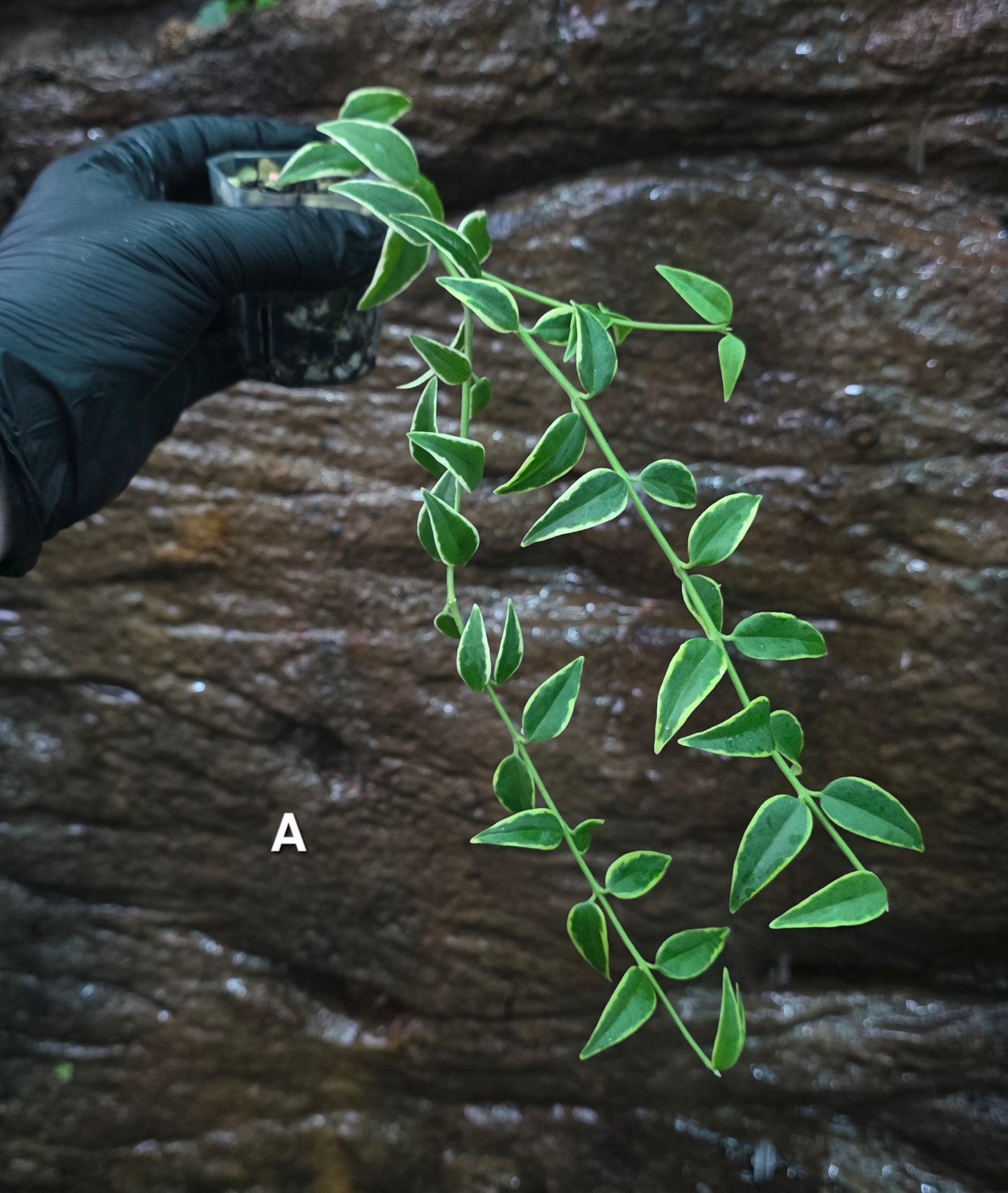 Hoya Bella outer Variegated