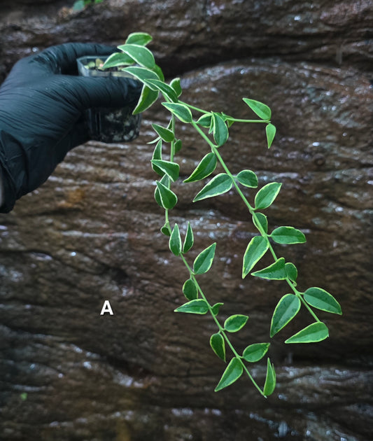 Hoya Bella outer Variegated