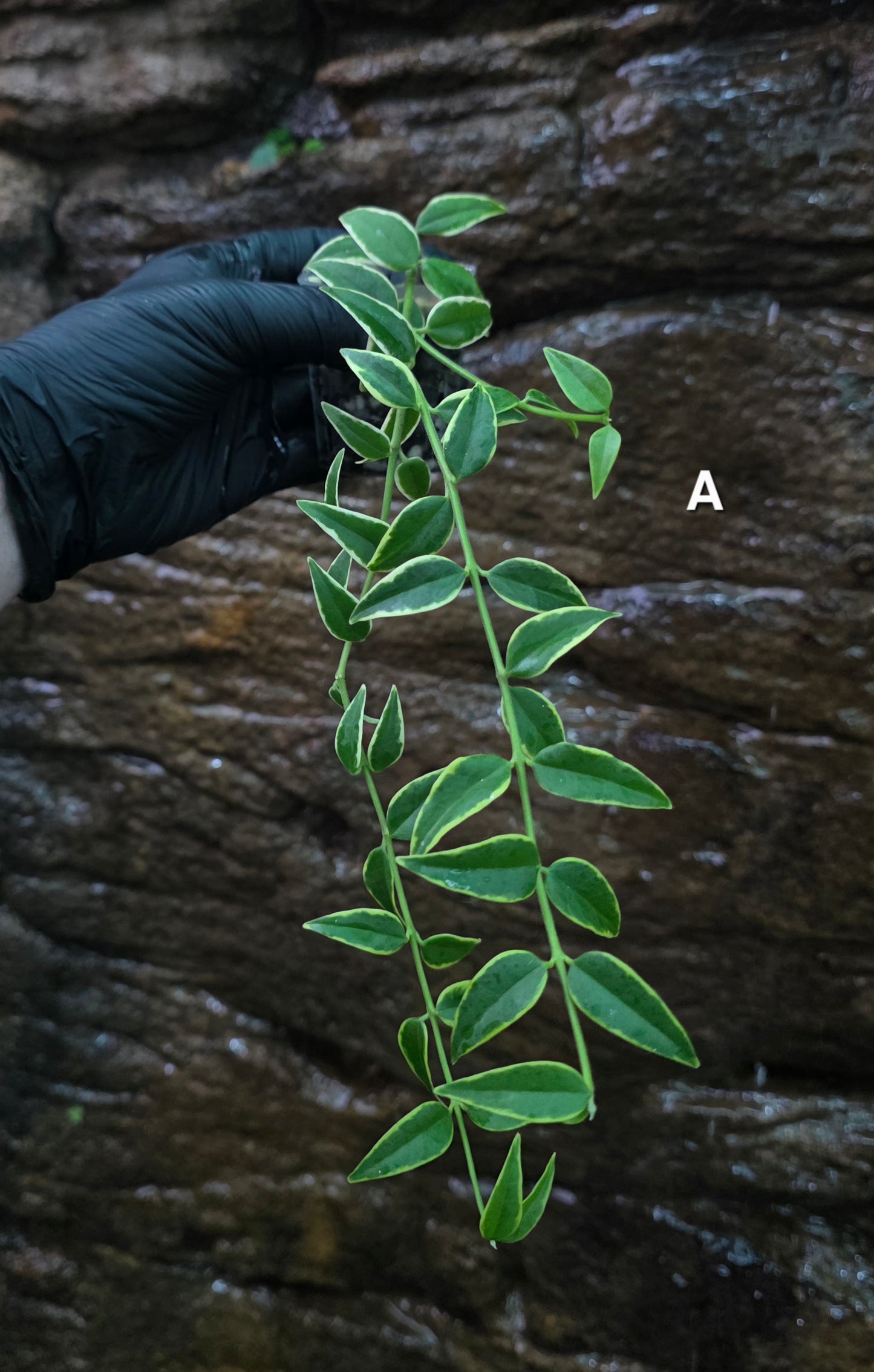 Hoya Bella outer Variegated
