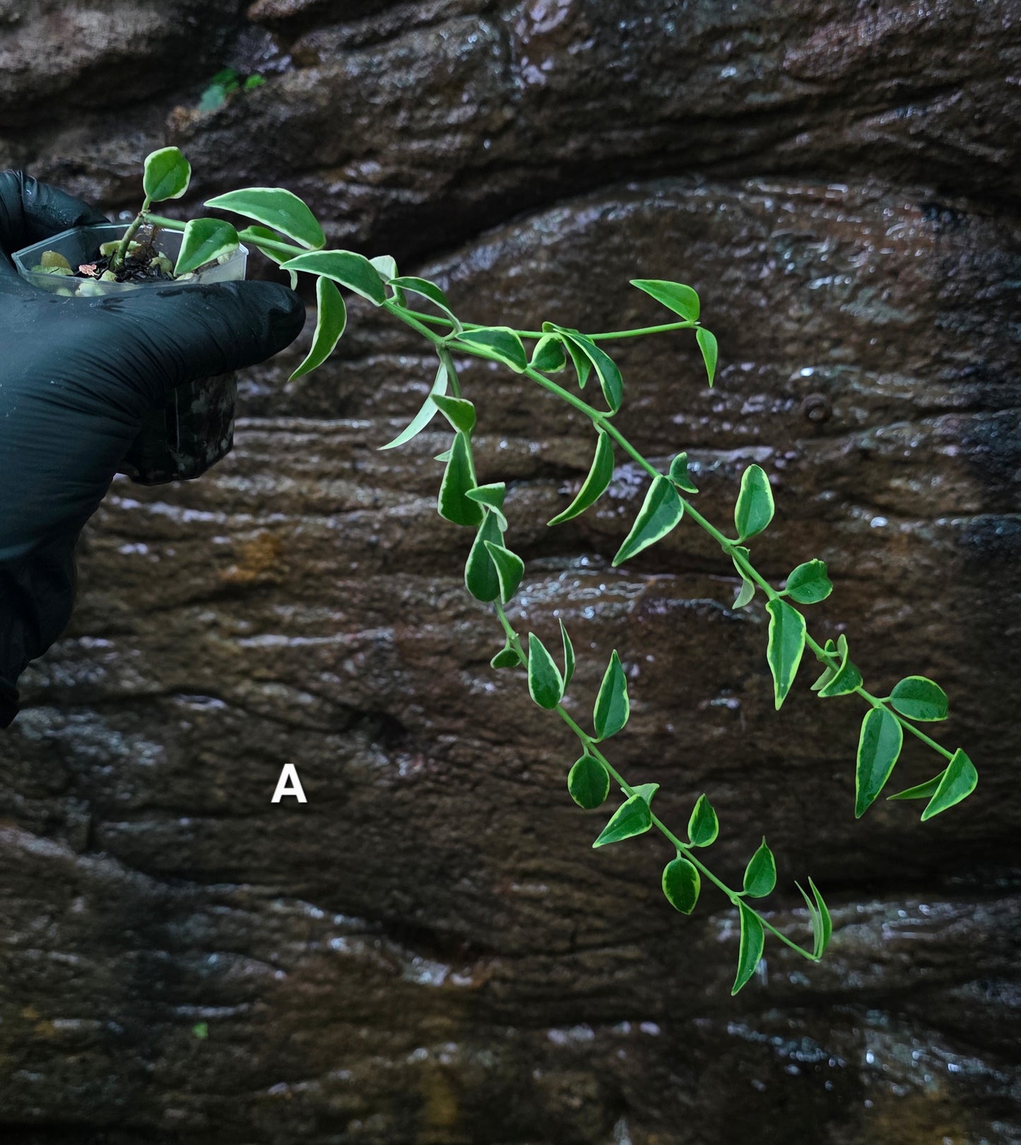 Hoya Bella outer Variegated
