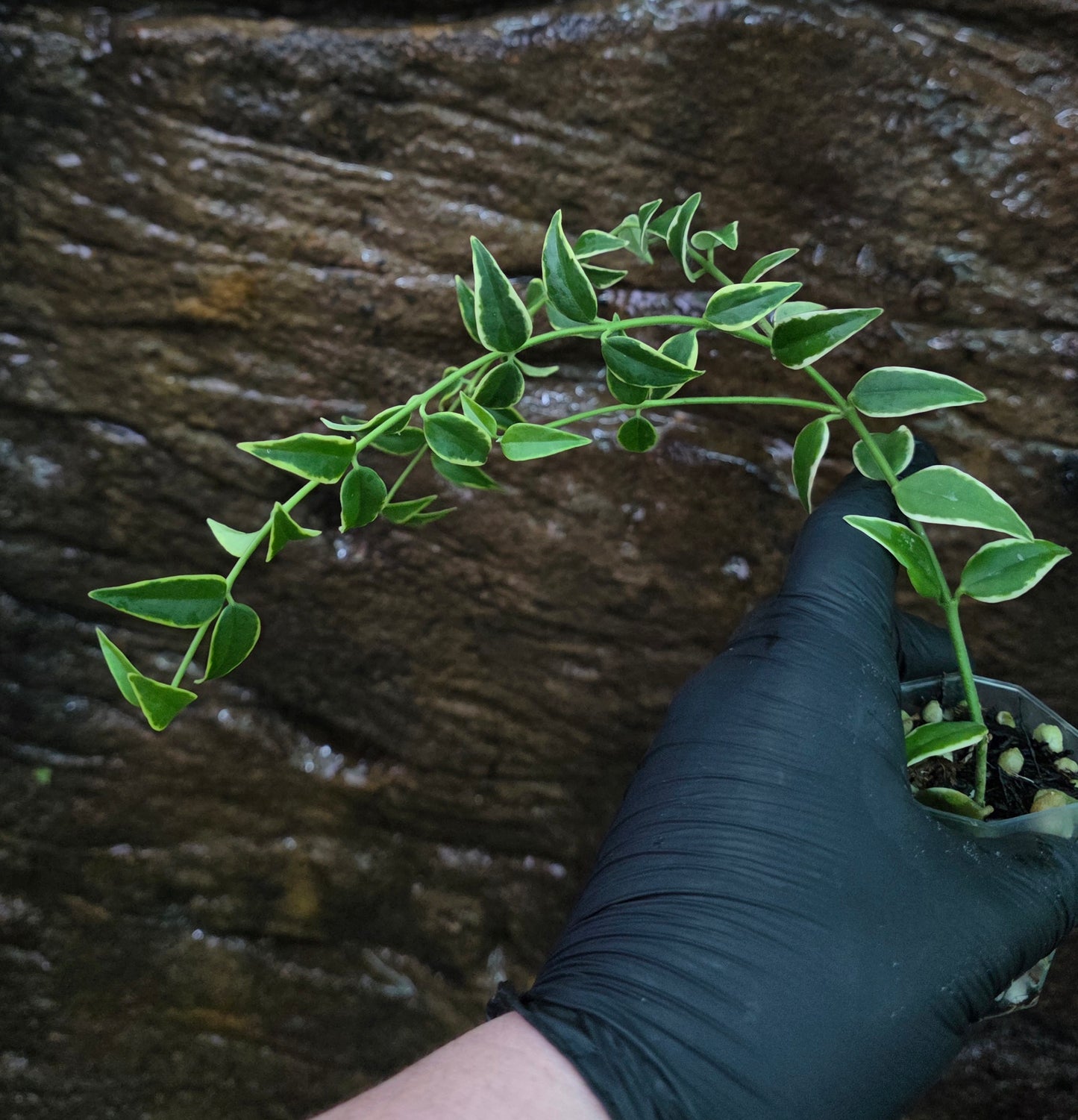 Hoya Bella outer Variegated
