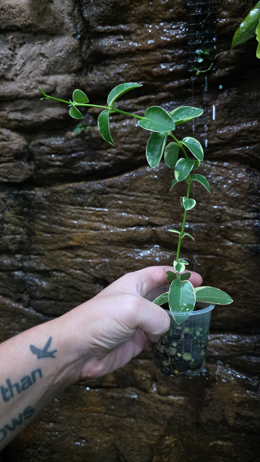 Variegated Hoya cumingiana
