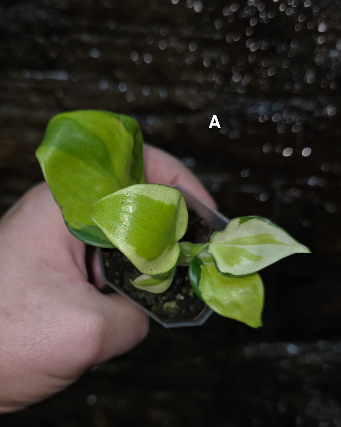 Philodendron Cream Splash