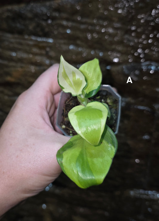 Philodendron Cream Splash