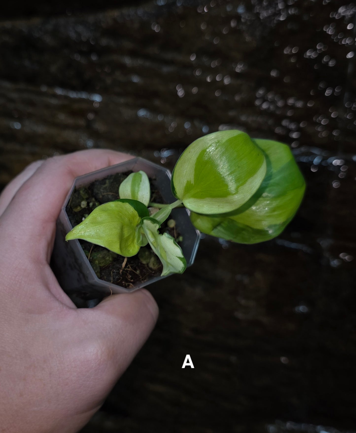 Philodendron Cream Splash