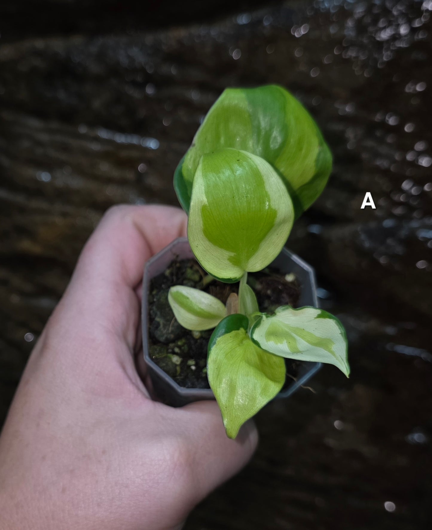 Philodendron Cream Splash
