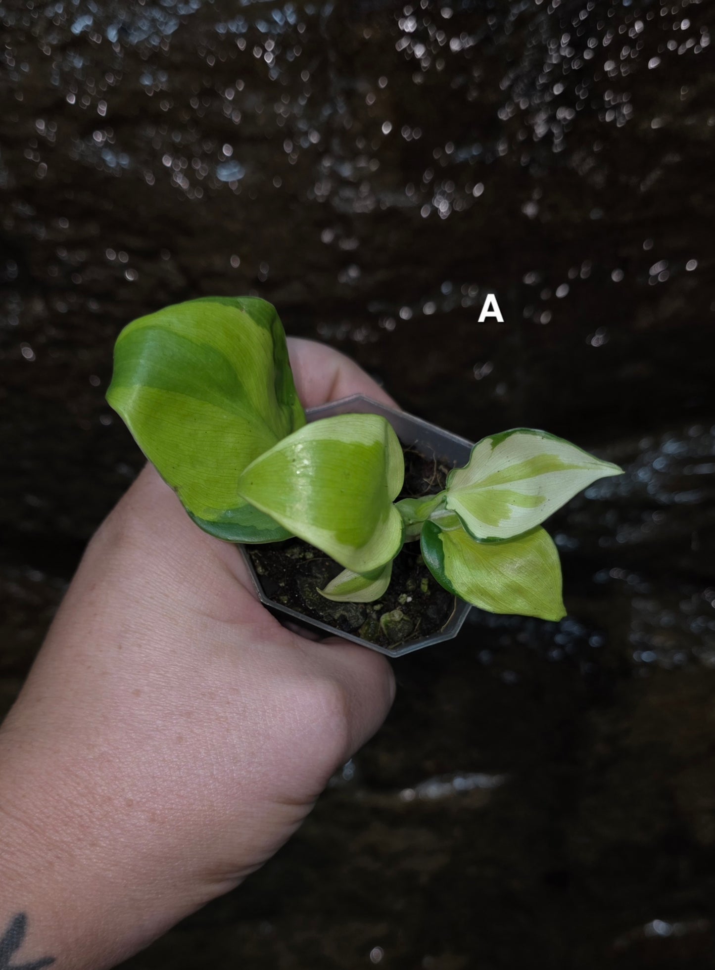 Philodendron Cream Splash