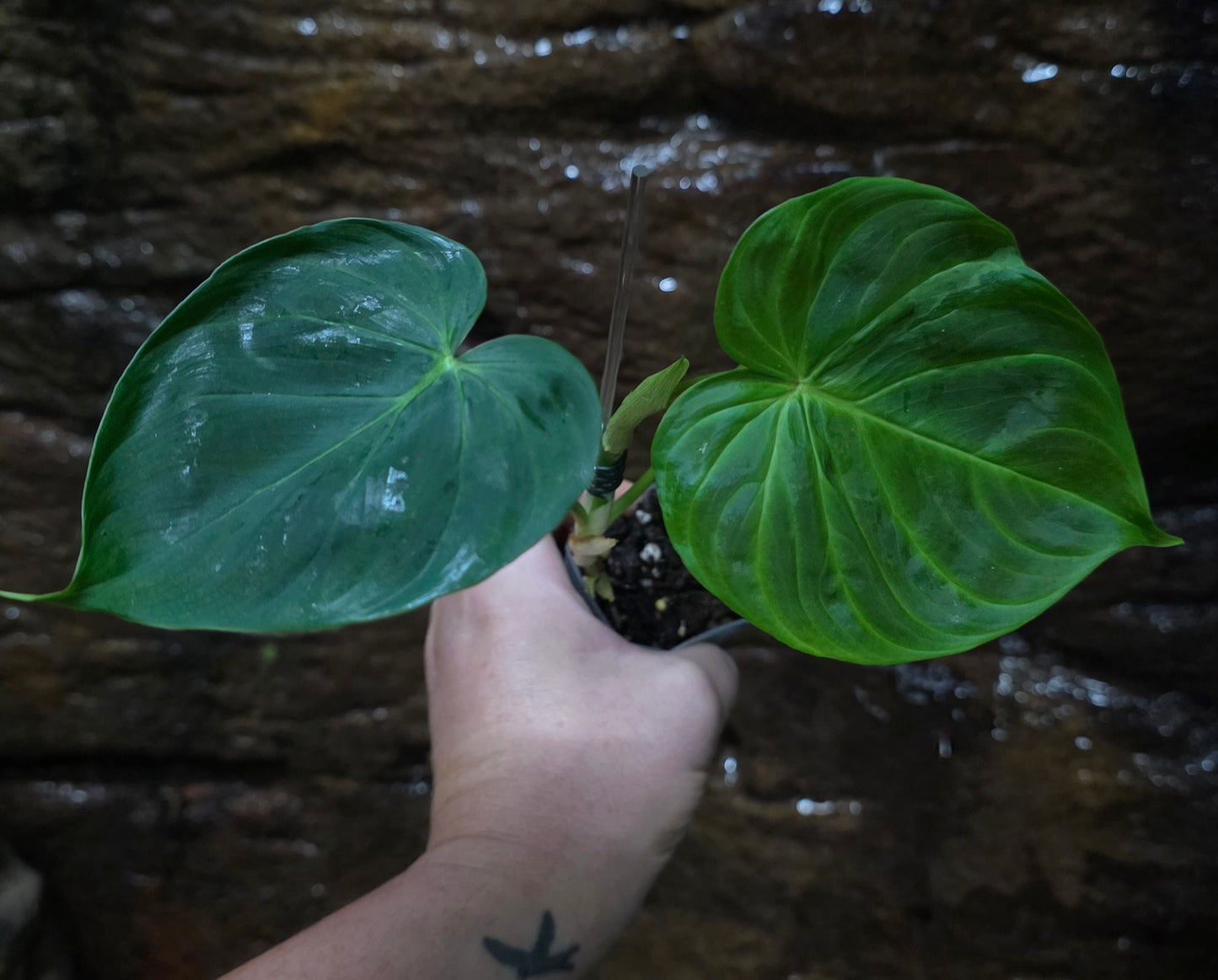 NEW PHILODENDRON RELEASE AS OF 16/06/25 Verrucosum x Majestic