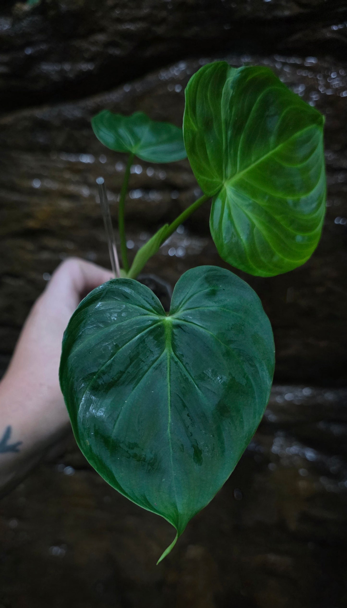 NEW PHILODENDRON RELEASE AS OF 16/06/25 Verrucosum x Majestic