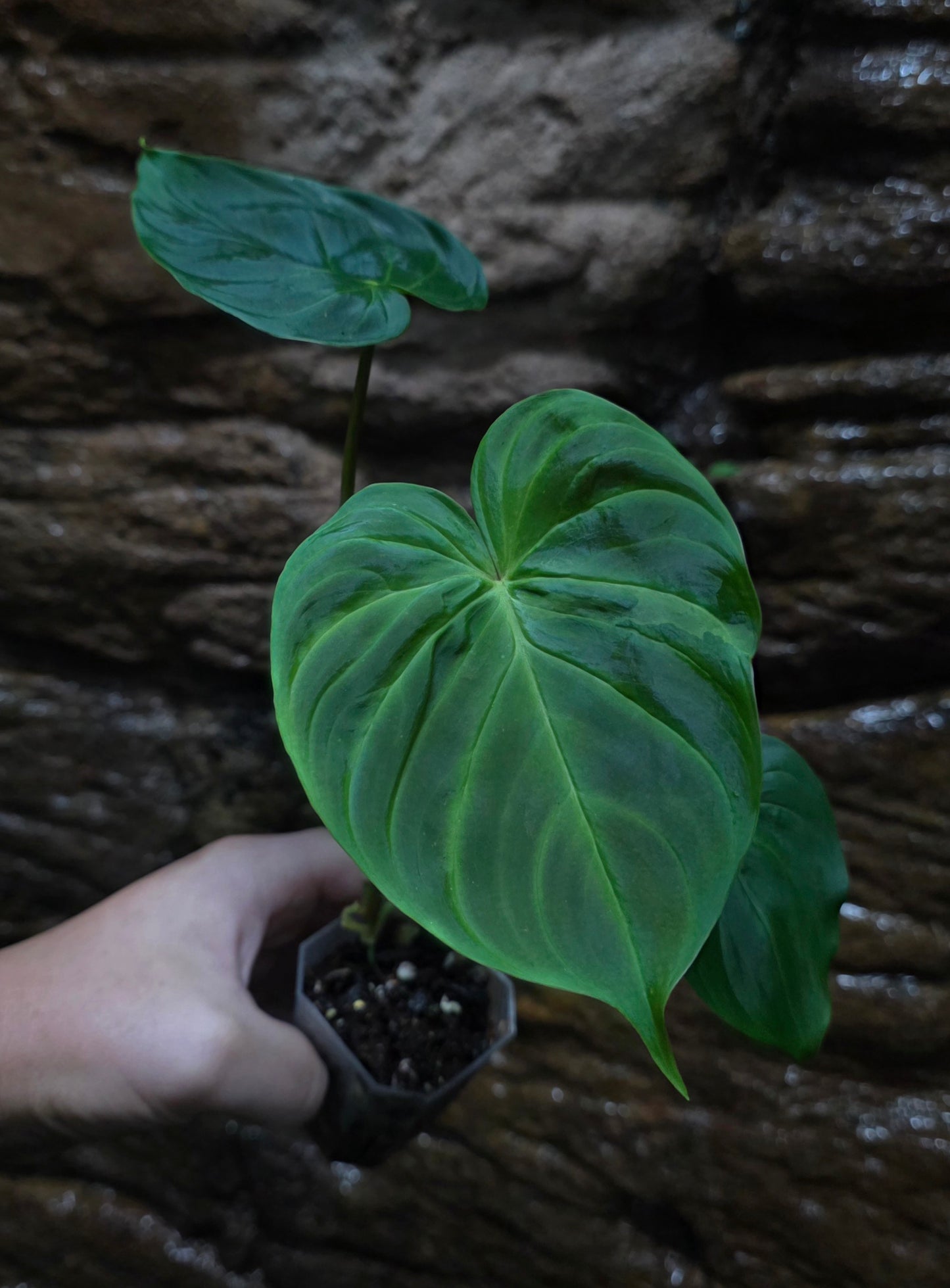 NEW PHILODENDRON RELEASE AS OF 16/06/25 Verrucosum x Majestic