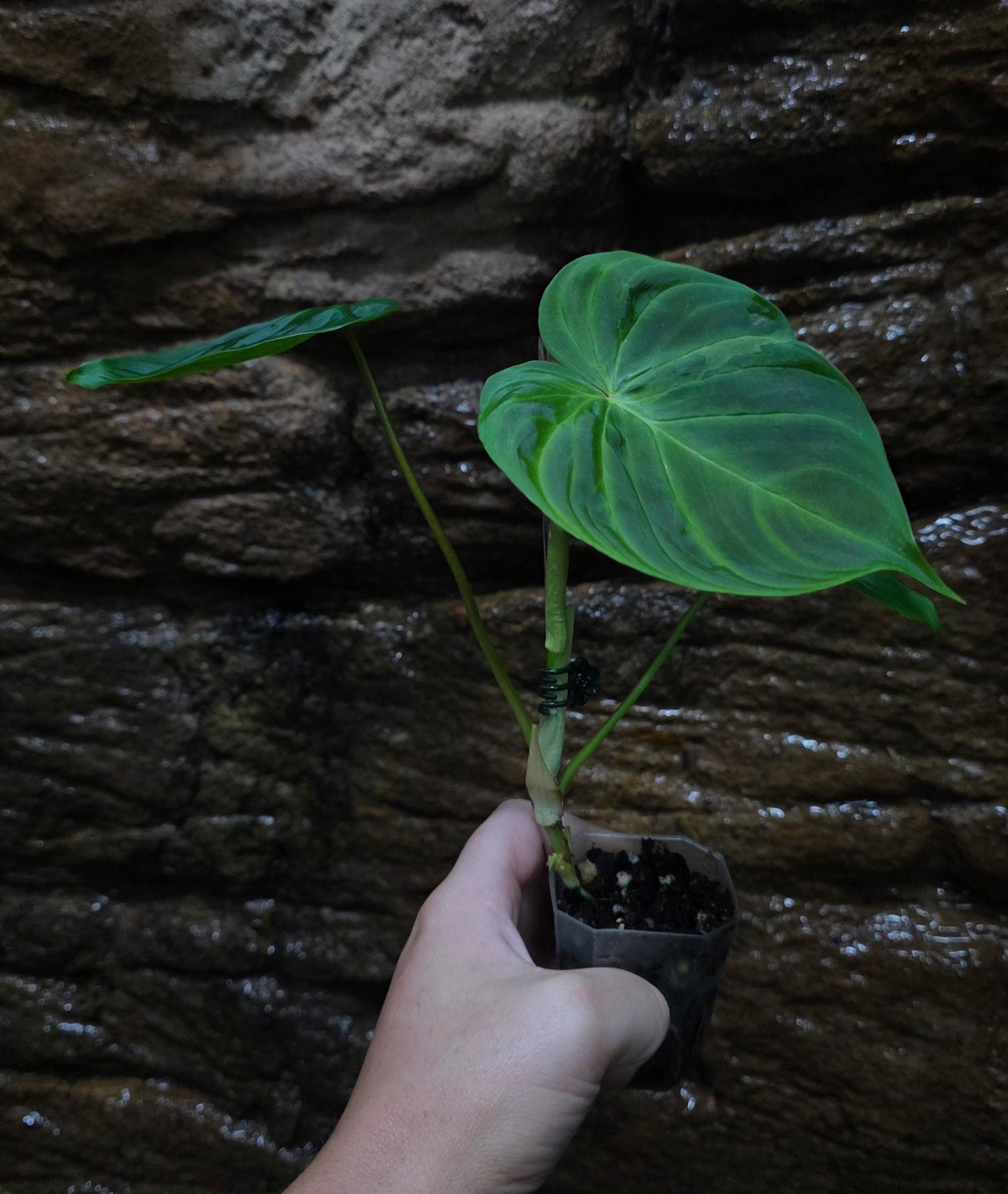 NEW PHILODENDRON RELEASE AS OF 16/06/25 Verrucosum x Majestic