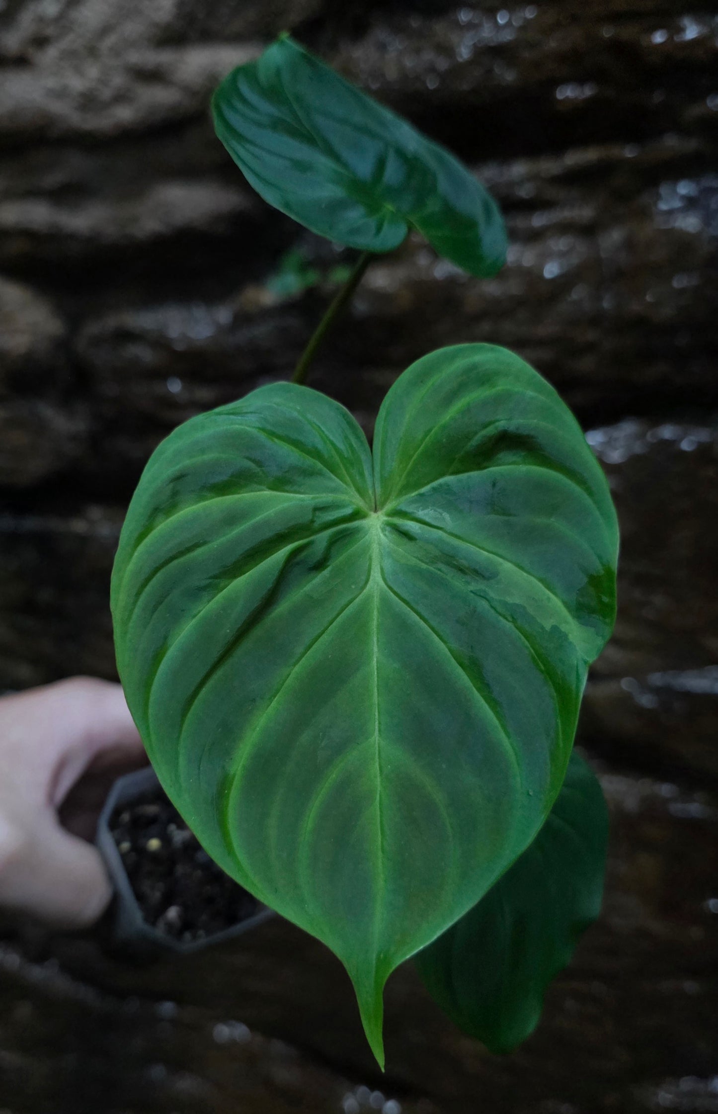 NEW PHILODENDRON RELEASE AS OF 16/06/25 Verrucosum x Majestic