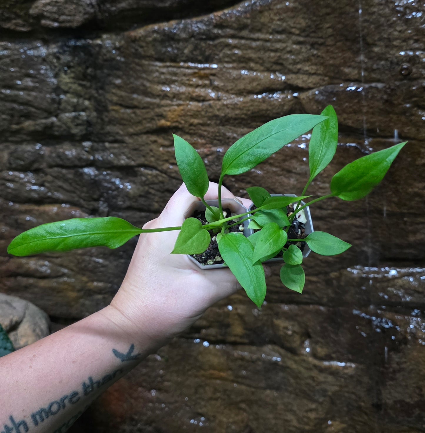 Anthurium Vittariifolium