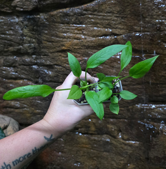 Anthurium Vittariifolium