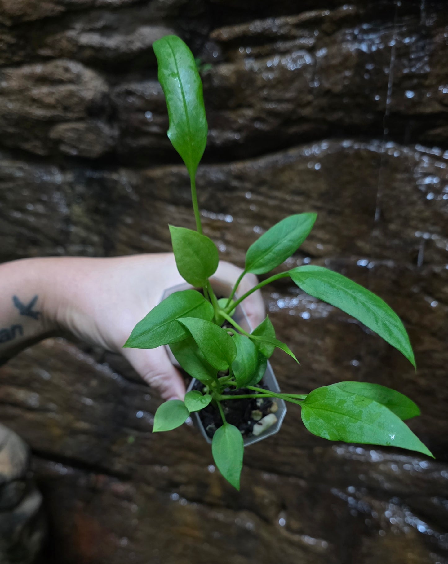 Anthurium Vittariifolium