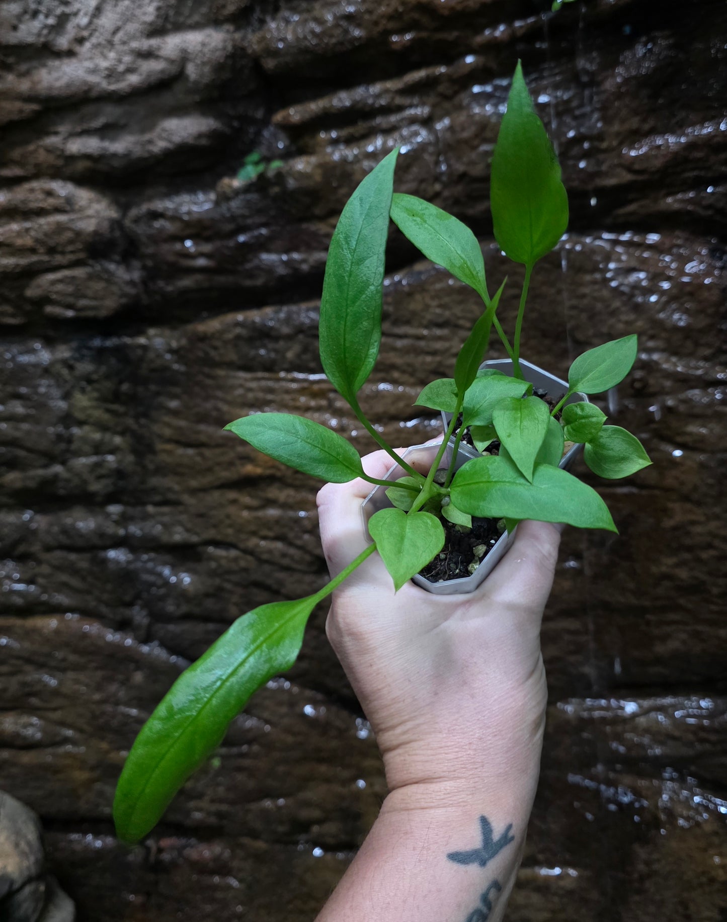 Anthurium Vittariifolium