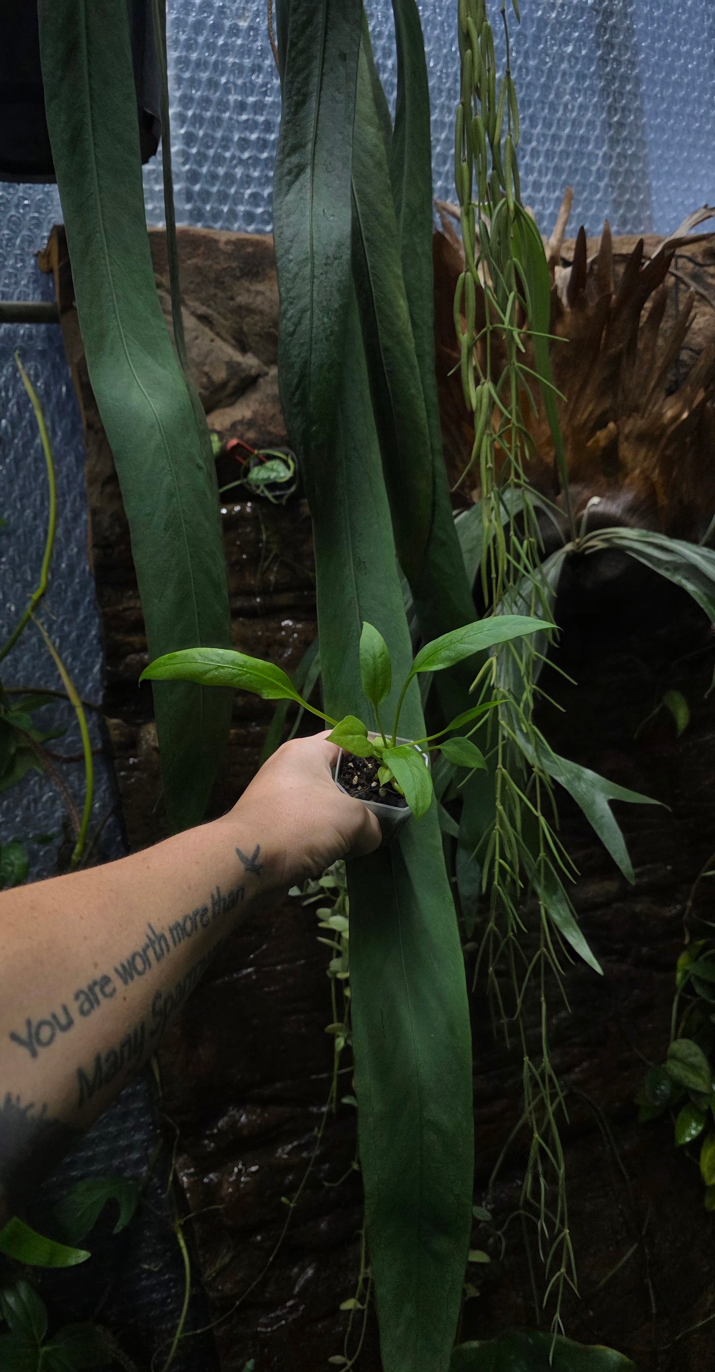 Anthurium Vittariifolium