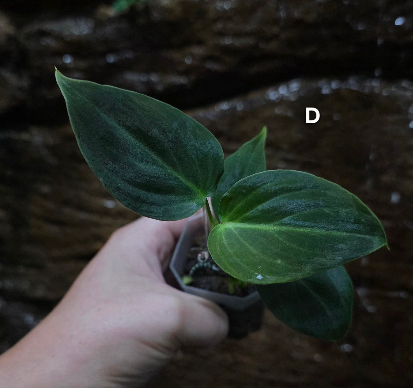 NEW HYBRID Philodendron Splendid x Gloriosum