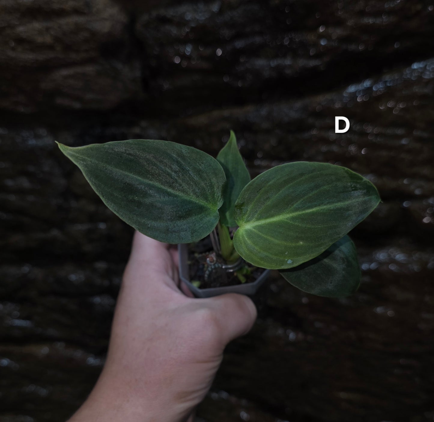 NEW HYBRID Philodendron Splendid x Gloriosum