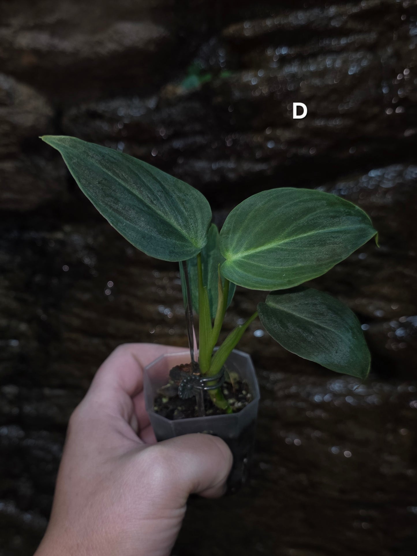 NEW HYBRID Philodendron Splendid x Gloriosum