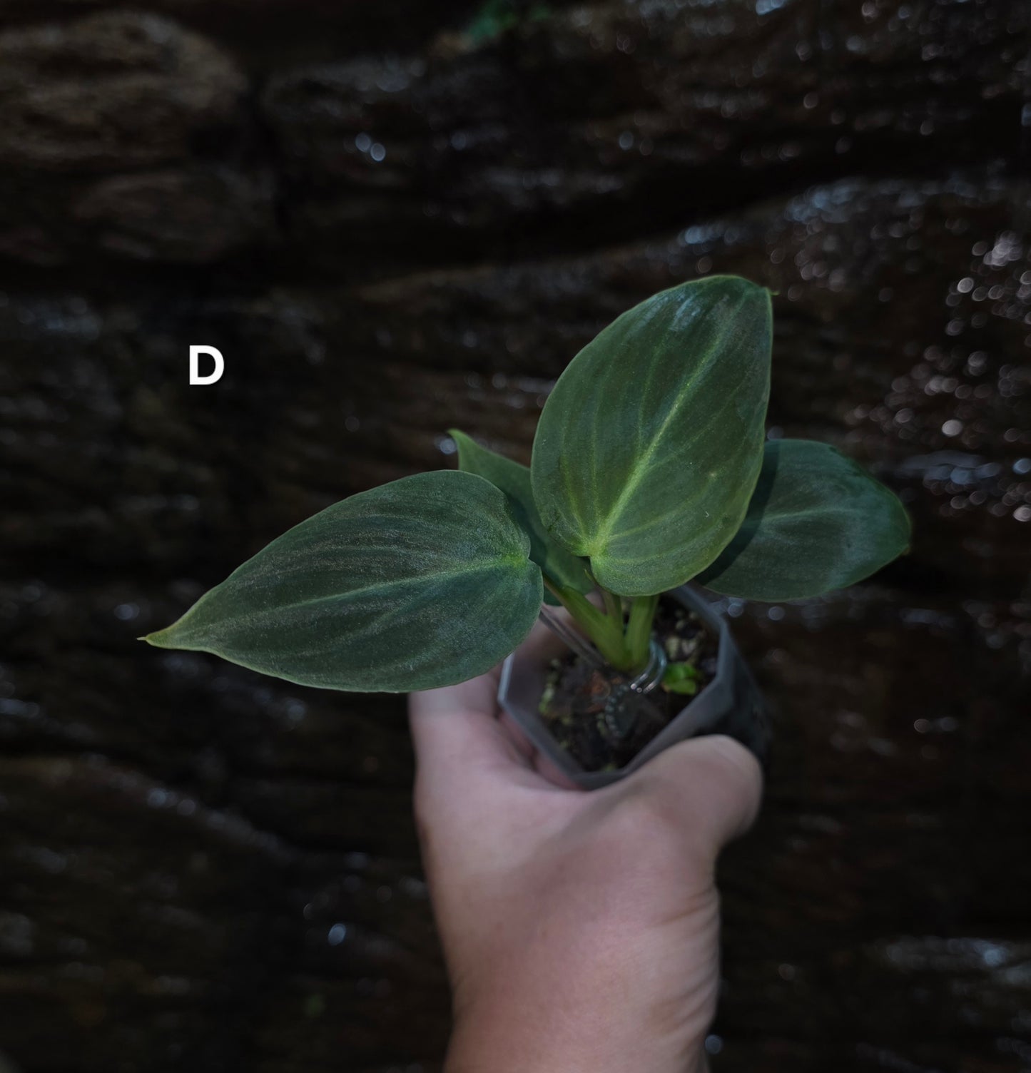 NEW HYBRID Philodendron Splendid x Gloriosum