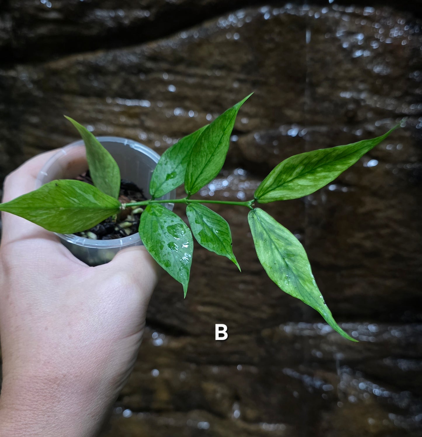 Hoya Polyneura Broget