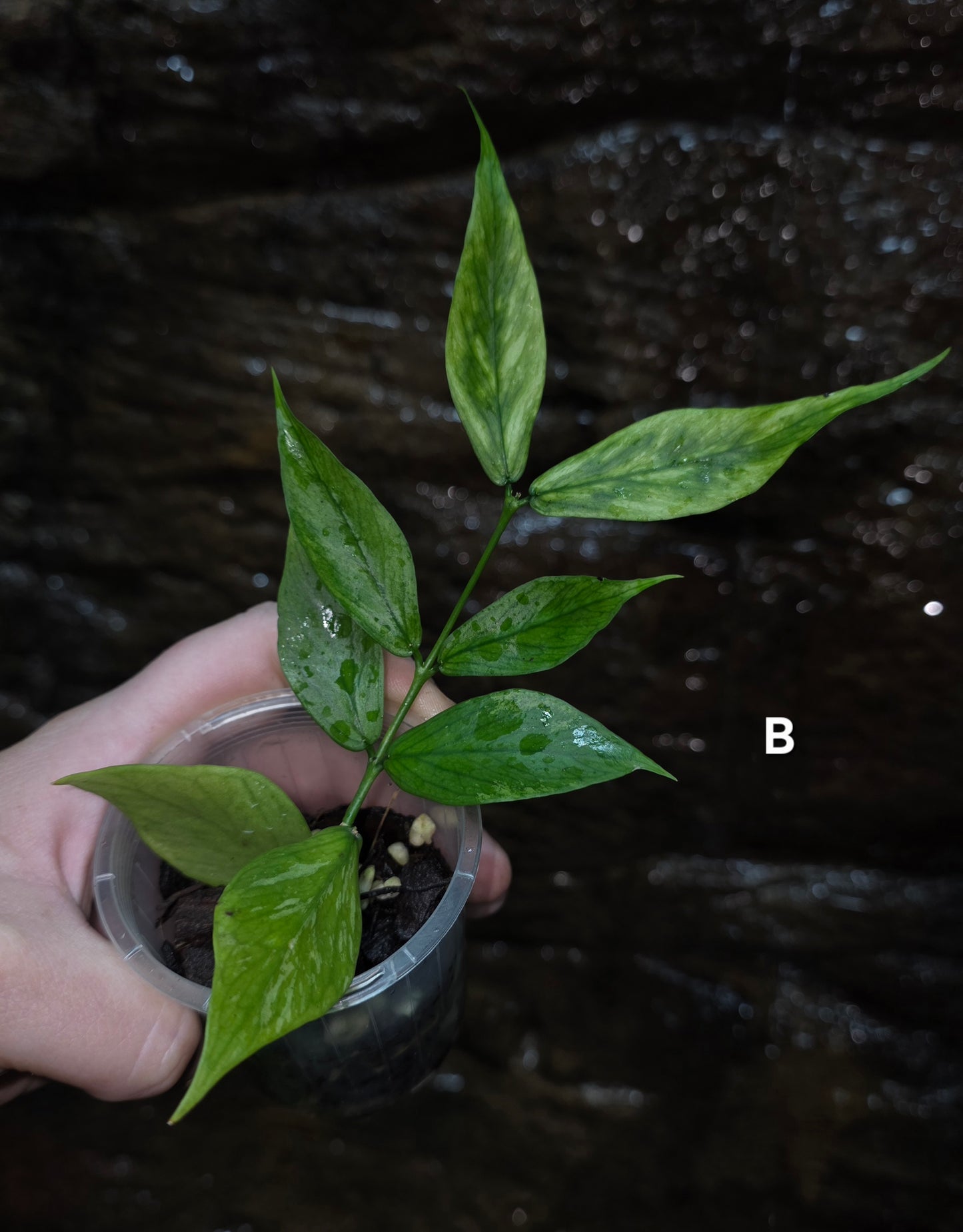 Hoya Polyneura Broget