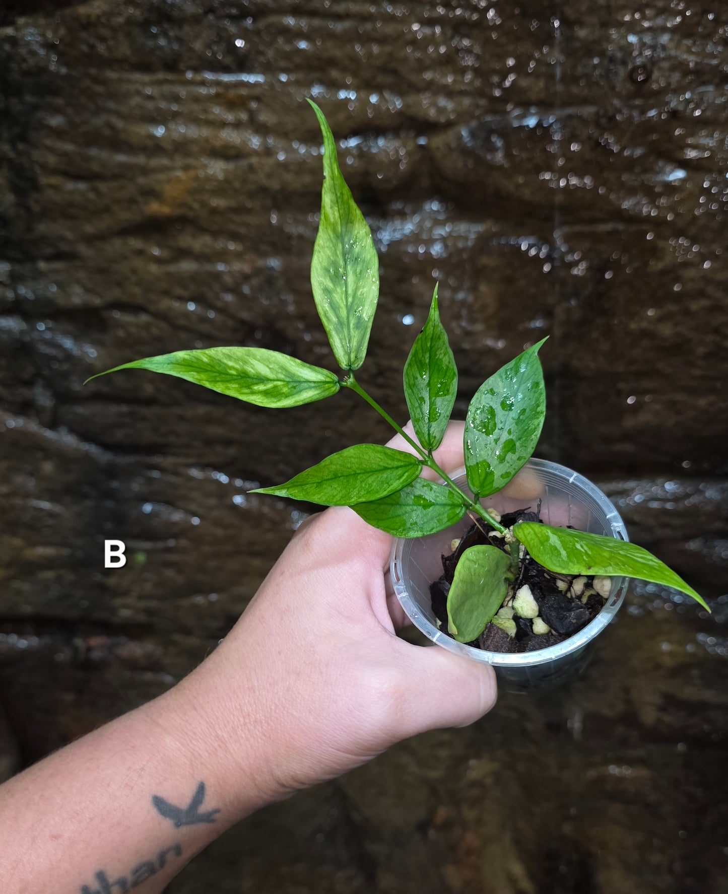 Hoya Polyneura Broget