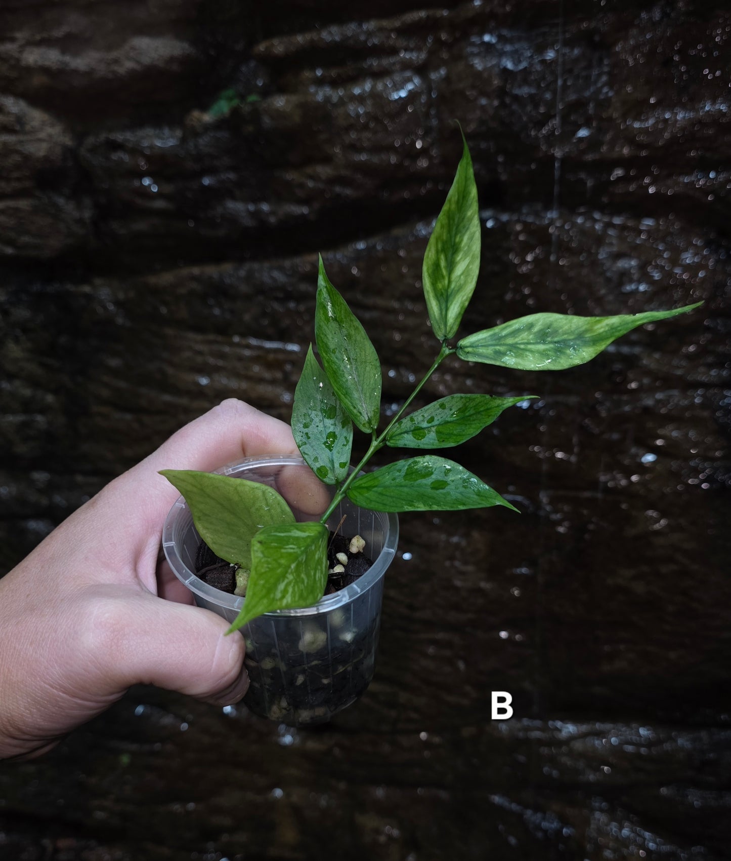 Hoya Polyneura Broget