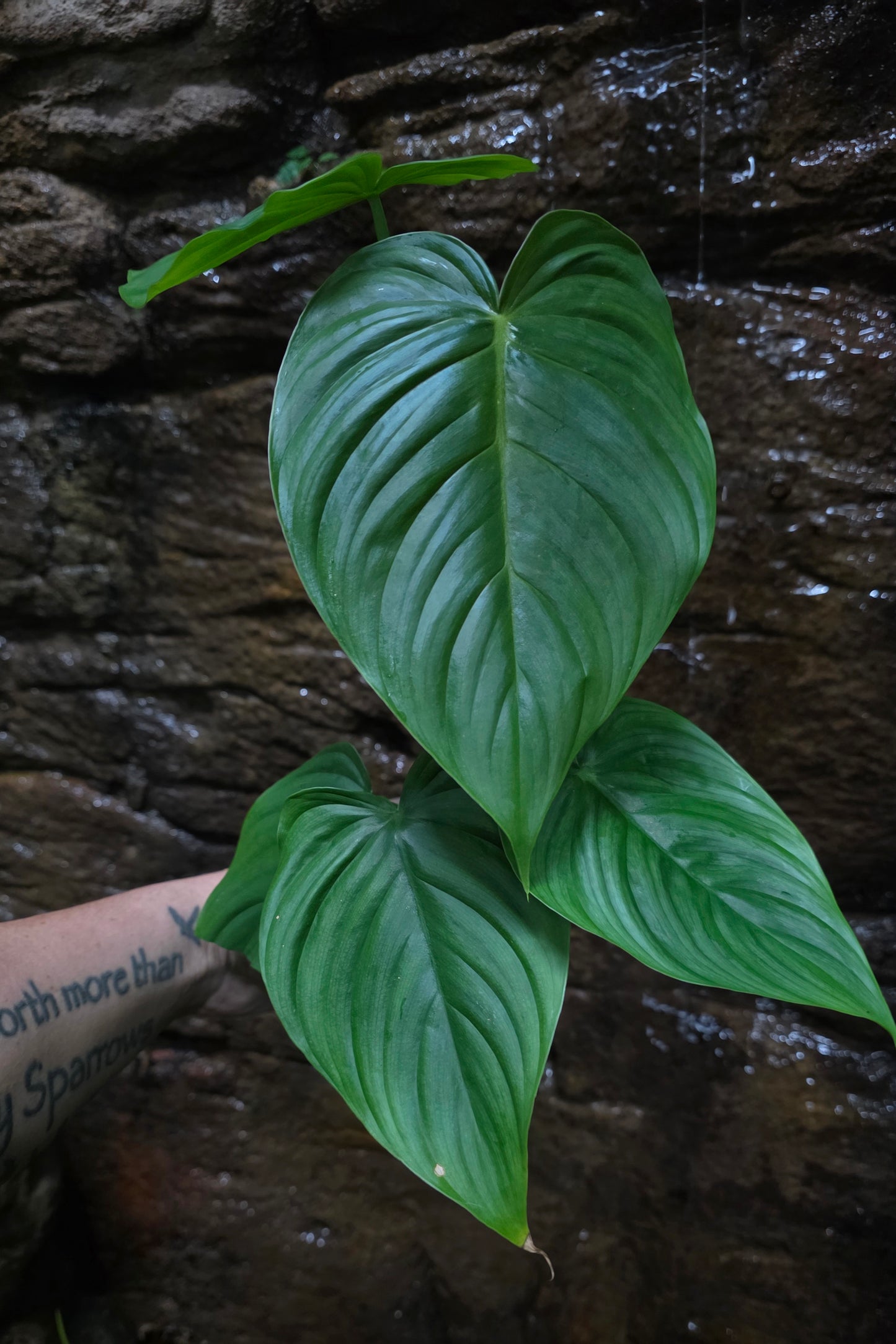 Philodendron Plowmanii x Tenue
