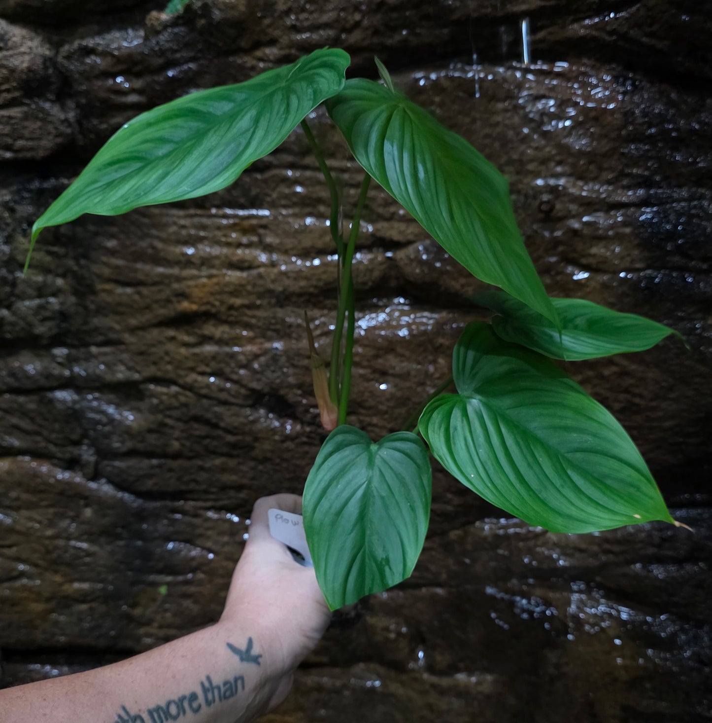 Philodendron Plowmanii x Tenue