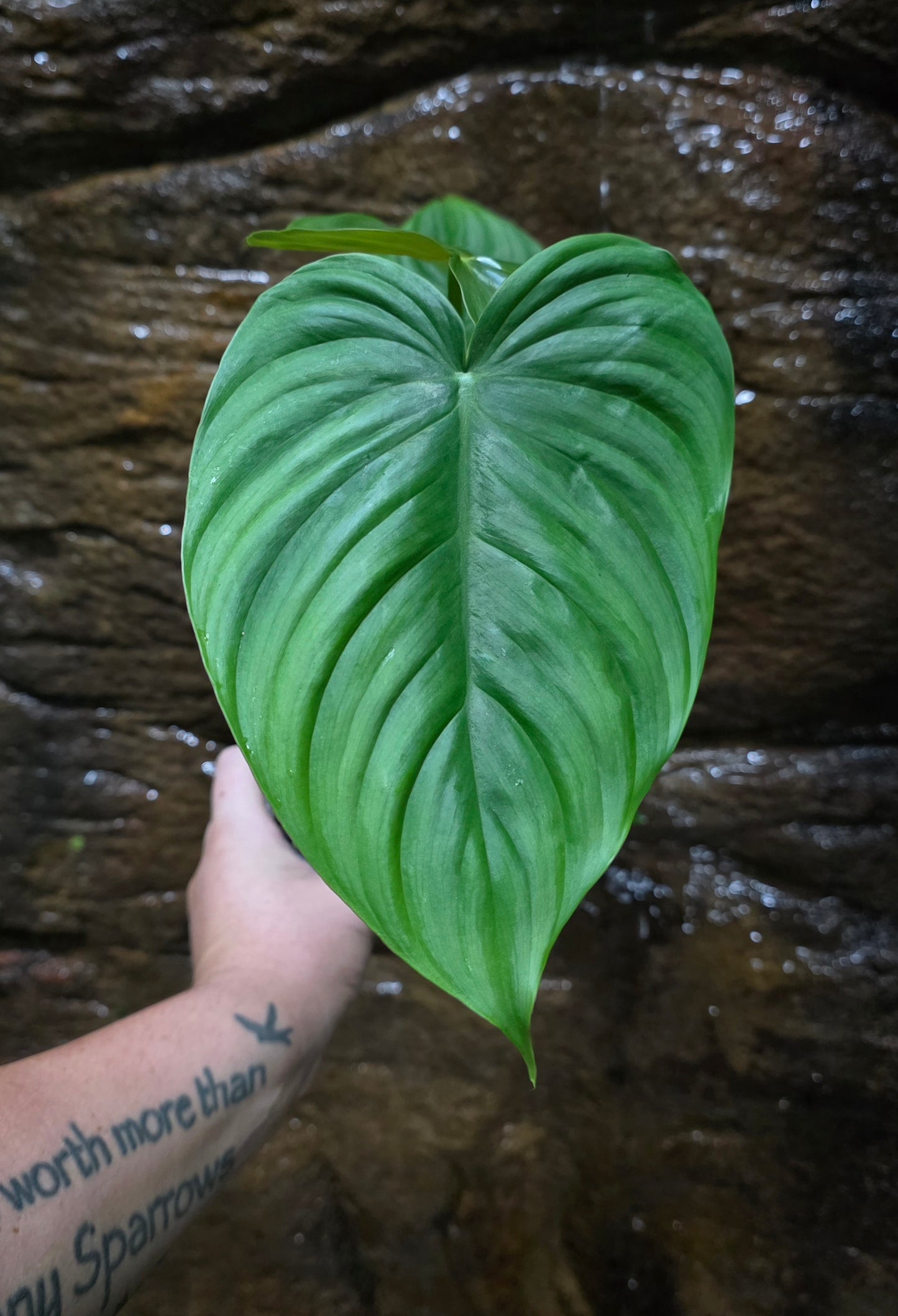 Philodendron Plowmanii x Tenue