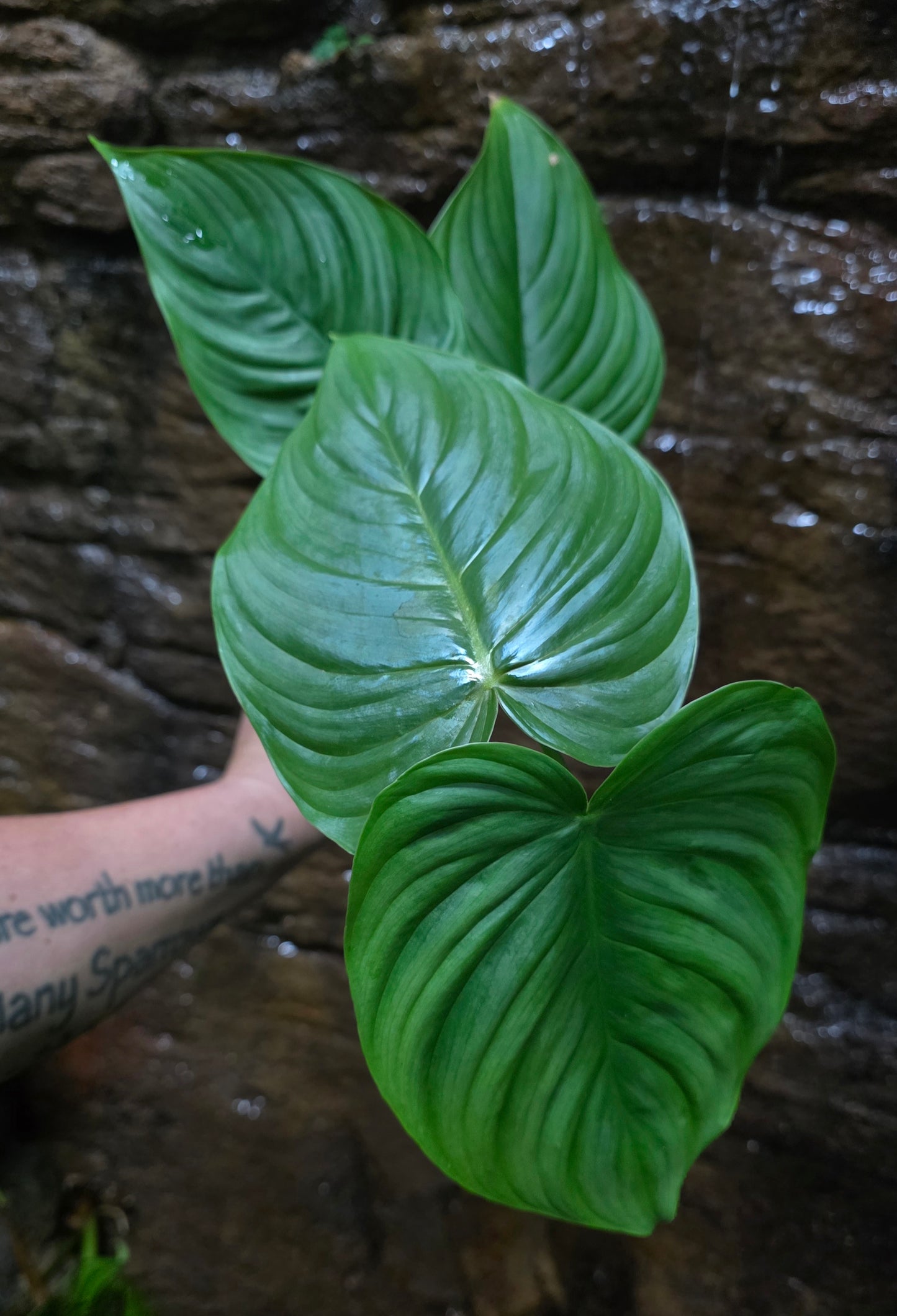 Philodendron Plowmanii x Tenue