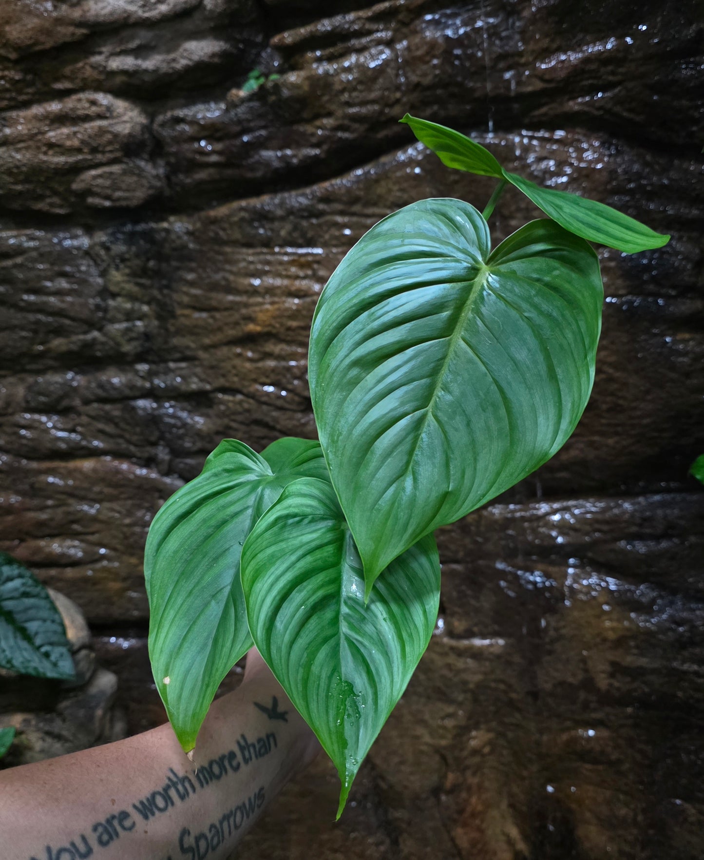 Philodendron Plowmanii x Tenue