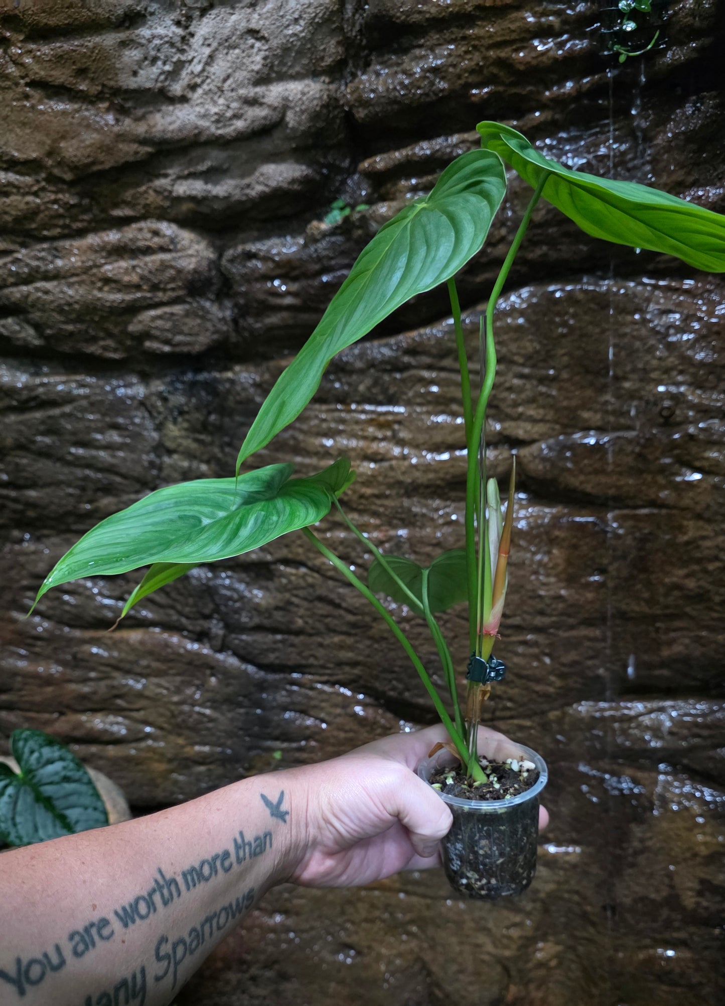 Philodendron Plowmanii x Tenue