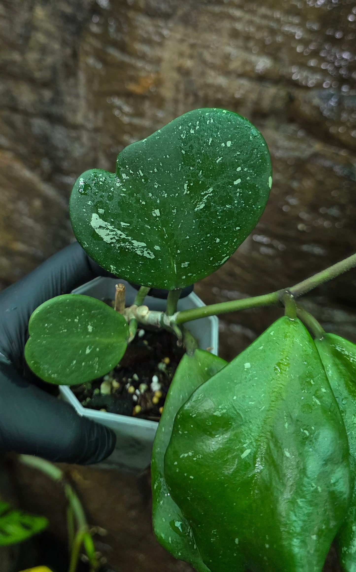 Hoya Obovata Splash